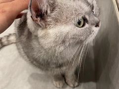 -猫儿山۰猫主题餐厅