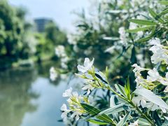 -新江湾城公园