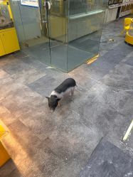 点击看大图 -神奇动物撸宠馆·羊驼·小浣熊·异宠(豫园店)