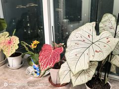 -上海鲜花港
