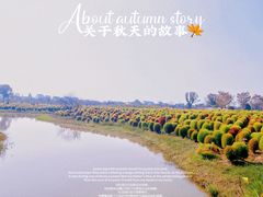 -花开海上生态园