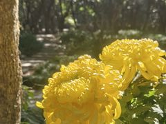 -杭州植物园