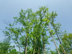 -桤木河湿地公园