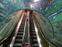 -上海海洋水族馆