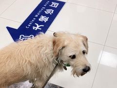 -申普宠物医院·心脏介入·心血管微创(总院)