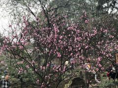 -香雪海