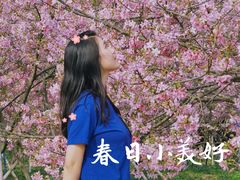 -天适樱花悠乐园