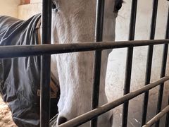 -北京群众马术培训基地