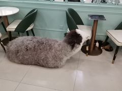 -安格丽娜·狗咖·猫咖羊驼咖(春熙路百盛商场店)