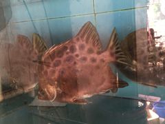 -浪琴湾尾角仔海鲜坊