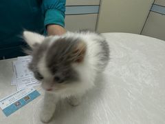 -中农国际动物医院24小时·猫科·骨科·急重症中心