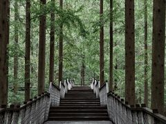 -黄海国家森林公园