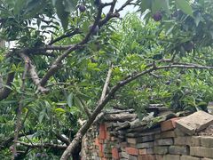 -蟹肉煲蟹肉(阊胥路店)