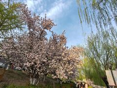 -海棠花溪(元大都城垣遗址公园)