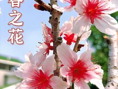 -王借岗森林公园