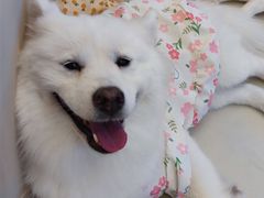 -怪兽屋·羊驼·猫咖·狗咖(俊华广场店)