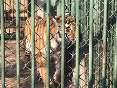 -合肥野生动物园