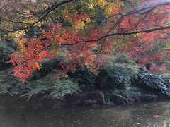 -秋霞圃