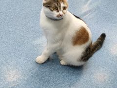 -美联众合动物医院(·中兽医·疑难杂症·严家桥分院)