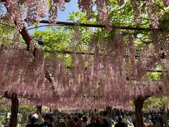 -嘉定紫藤园