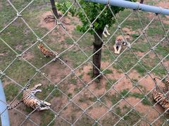 -西霞口神雕山野生动物世界