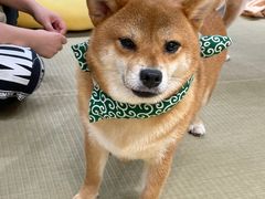 -逗柴咖啡屋·狗咖猫咖宠物桌游