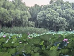 -北陵公园