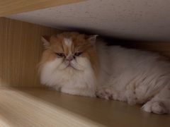 -美联众合爱康动物医院•复杂内科•肿瘤科•牙科•腔镜诊疗中心