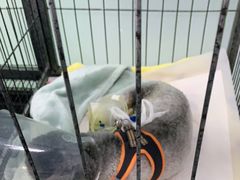 -达爱动物医院·犬猫分区·CT·复杂眼科(远洋山水分院)