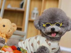 -萌宠之家·腊肠犬·马尔泰·小体犬舍