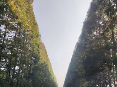 -黄海国家森林公园