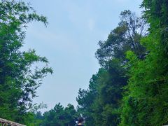 -铁山坪森林公园