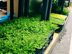 -溪岸路花鸟市场