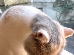 -More Fun猫咖 二十只万元加菲主题