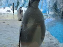 -帝企鹅自助餐厅•儿童岛•真企鹅(长隆企鹅酒店)