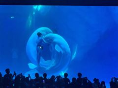 -海昌极光餐厅