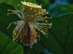 -陈家山荷花公园