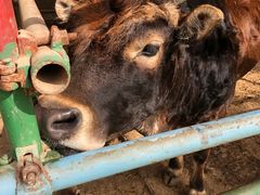 -南宫五洲植物乐园