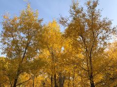 -金塔沙漠胡杨林景区