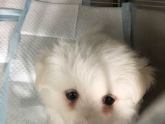 -荣耀金沙动物医院(清江西路店)