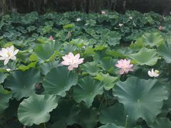 -荆川公园