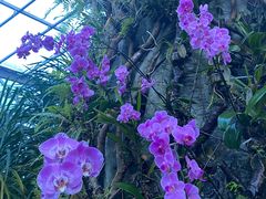 -东莞植物园