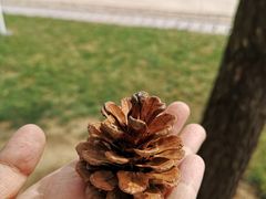 -日照灯塔风景区