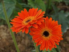 -松山湖梦幻百花洲
