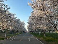 -天王浮山樱花园