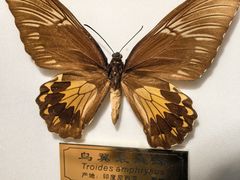 -上海昆虫博物馆