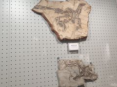 -辽宁古生物博物馆