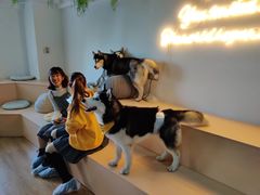 -Husky Go! 哈士奇体验馆·宠物咖啡厅狗咖