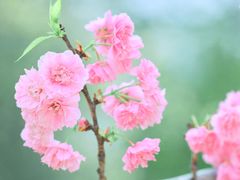 -天适樱花悠乐园