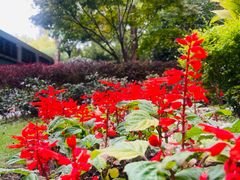 -徐家汇源景区-衡山公园